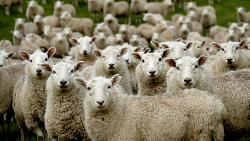 A flock of sheep grazing in a green pasture