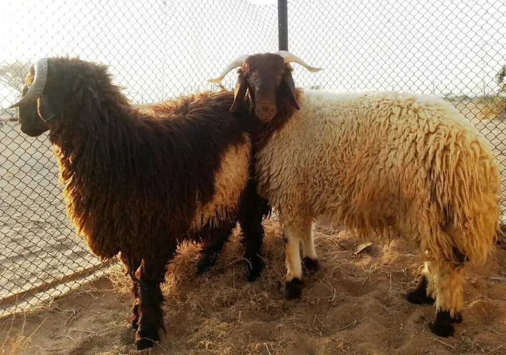 Two sheep standing by a pen fence